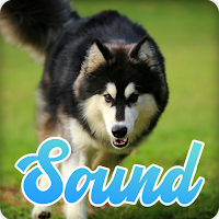 Siberian Husky Sounds Effect