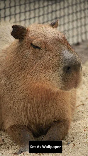 Capybara wallpaper Screenshot 0