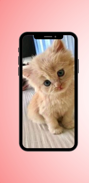 Cute Cat Wallpaper Screenshot 0