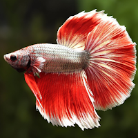 Betta Fish Wallpapers