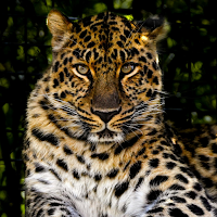 Leopard Wallpaper HD
