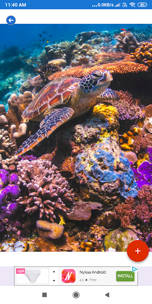 Coral Reef HD Wallpapers Screenshot 1