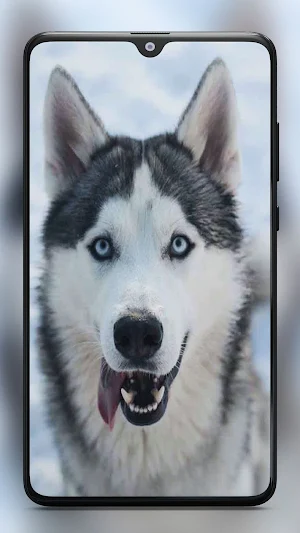 Siberian Husky Dog Wallpapers Screenshot 2