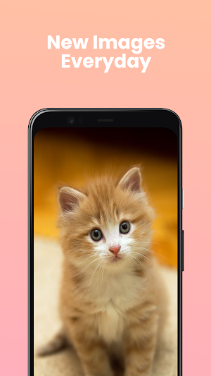 Daily Cat Screenshot 1