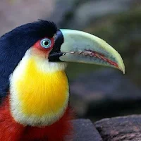 Bird sounds
