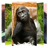 Gorilla Wallpapers