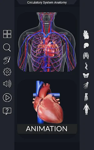 Circulatory System Anatomy Screenshot 0