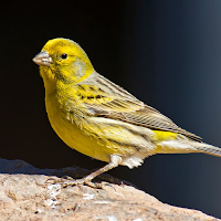 Canary Bird Sounds