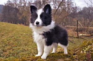 Sheltie dog Wallpapers Screenshot 0