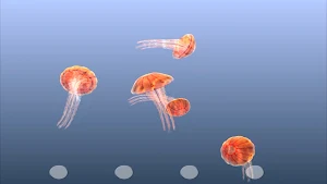 Jellyfish Chrysaora Screenshot 1