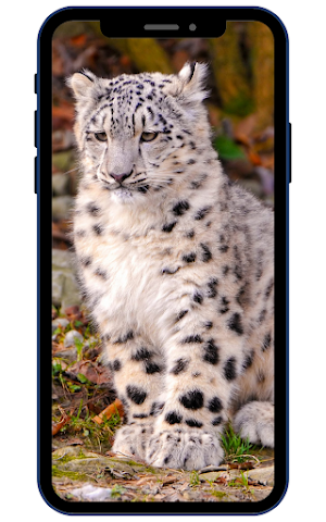 Snow Leopard Wallpapers Screenshot 3