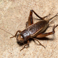 Cricket Sounds