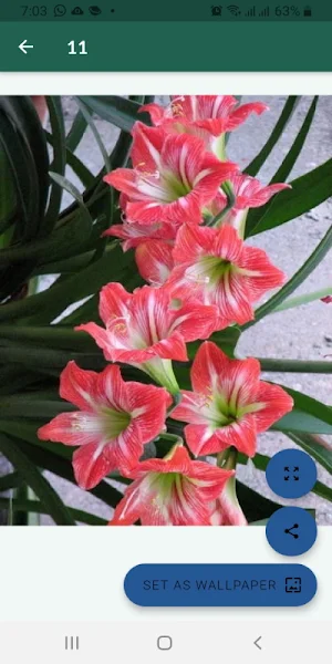 Imágenes de flores hermosas Screenshot 0