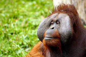 Monkey wallpapers Screenshot 2