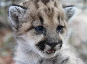 Cougar wallpapers Screenshot 2