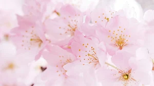 Pink Flower Wallpaper Screenshot 2