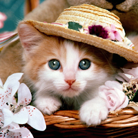 Cat wallpaper 4K,UHD