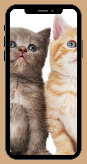 Cat Wallpaper HD Screenshot 2