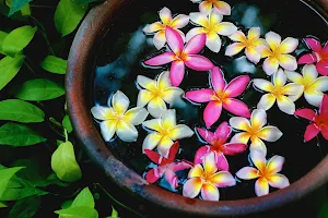 Plumeria Flower Wallpapers Screenshot 3