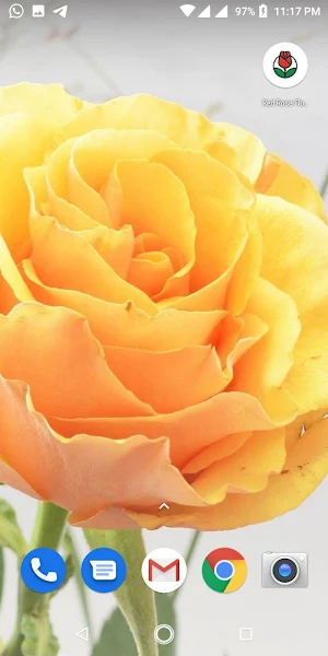 Red Rose Flowers Wallpapers HD Screenshot 2