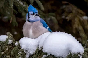 Blue Jay Bird Wallpaper HD Screenshot 3