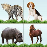 Animal Memory Matching Game
