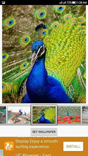 Peacock Live Wallpaper Screenshot 1