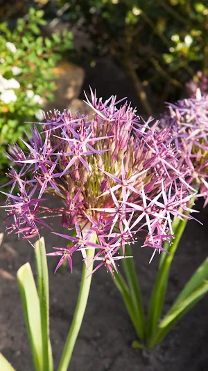 Allium Wallpaper Screenshot 1