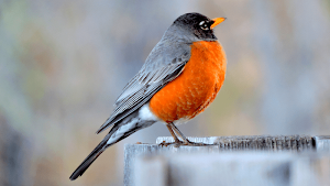 Robin Sounds Screenshot 3
