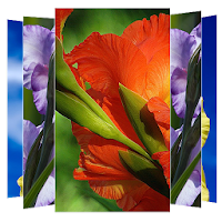 Gladiolus Flower Wallpapers