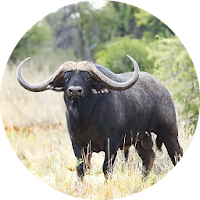 Buffalo & Bison Sounds