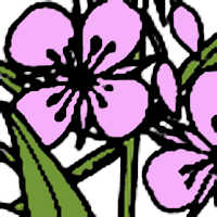 Yukon Wildflowers