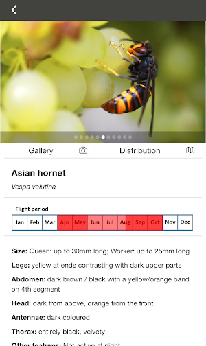 Asian Hornet Watch Screenshot 2
