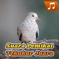 Suara Pemikat Tekukur Juara