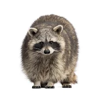 Coon Hunter Diaries