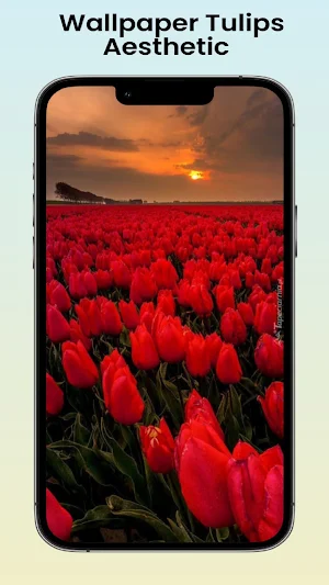 Wallpaper Tulips Aesthetic Screenshot 2