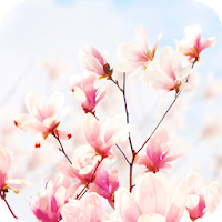 Magnolia Flower Live Wallpaper
