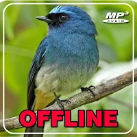 Masteran Selendang Biru Gacor