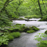 Nature Therapy : River Sounds