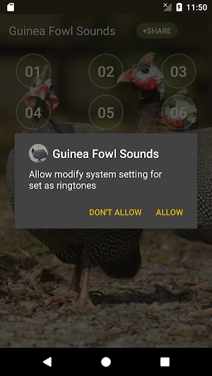 Guinea Fowl Sounds & Calls Screenshot 2
