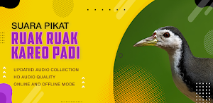 Suara Pikat Burung Ruak Ruak Jernih Screenshot 1