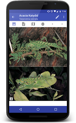 Insects of South Africa Screenshot 3