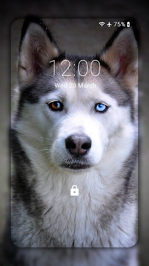 Husky dog Wallpaper HD : backgrounds & themes Screenshot 1