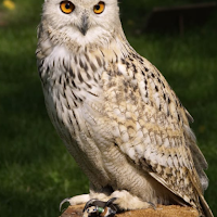 Owls Wallpapers