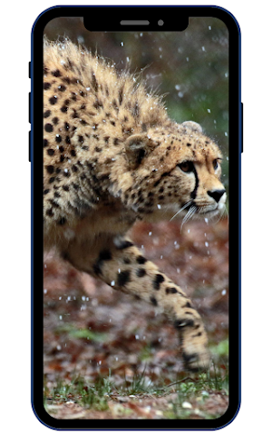 Wild Animal Wallpaper 4K Screenshot 3