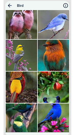 Bird Wallpaper Screenshot 1