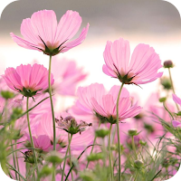 Pink Flower Wallpaper