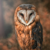 Owl HD Wallpapers