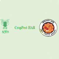 Crop Pest Haryana