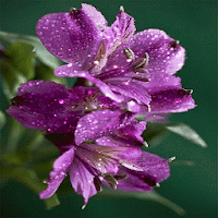 Purple Flowers Shine LWP
